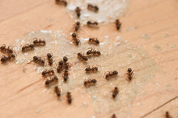Best Pest Control Cost  in Iraan, TX