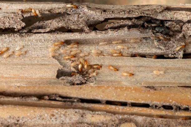 Best Pest Prevention Services  in Iraan, TX